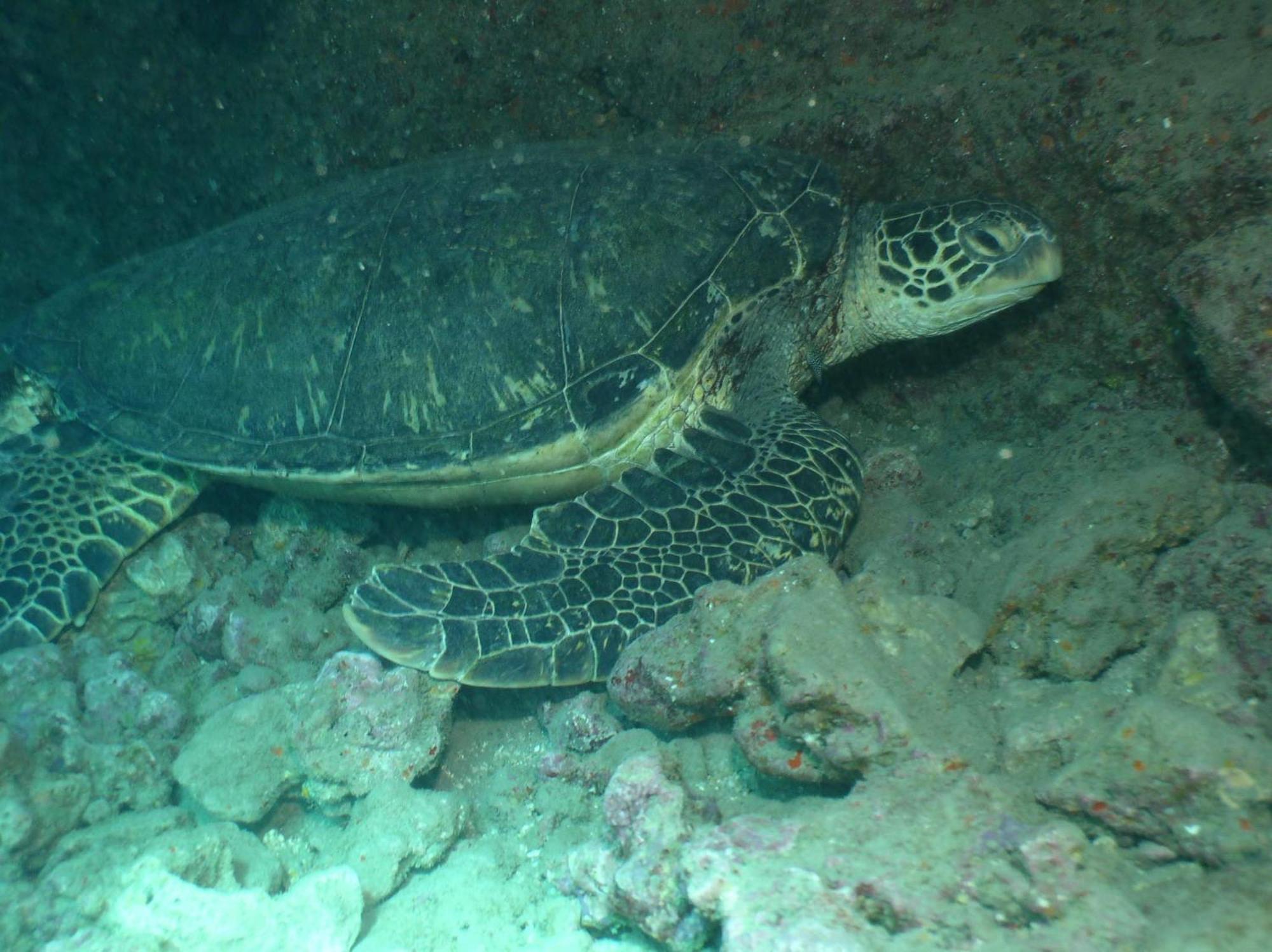 Villa Hale Kai 208 Kahana Esterno foto